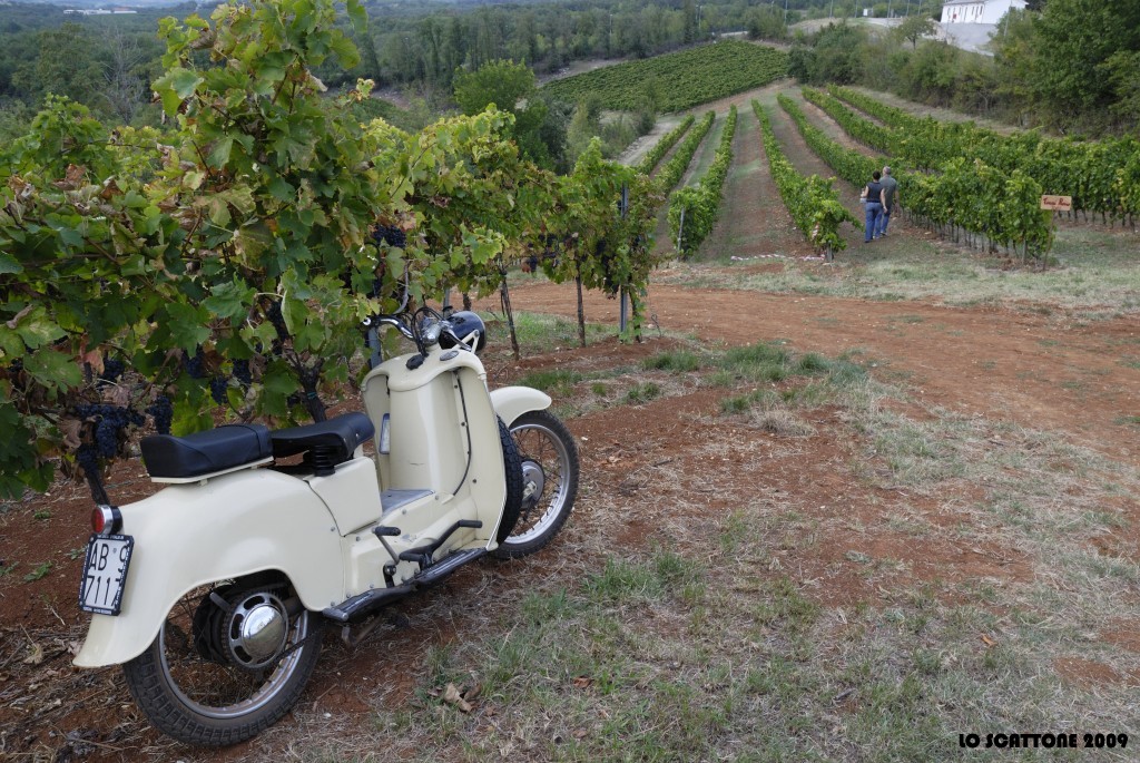 0201 Passeggiando fra i vigneti - Alonte (Vi)