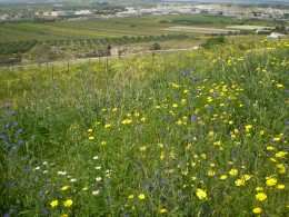 0402 La terra tra fiori spontanei e coltivazioni - San Giorgio Jonico