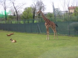 Gita ZooSafari - Sirmione