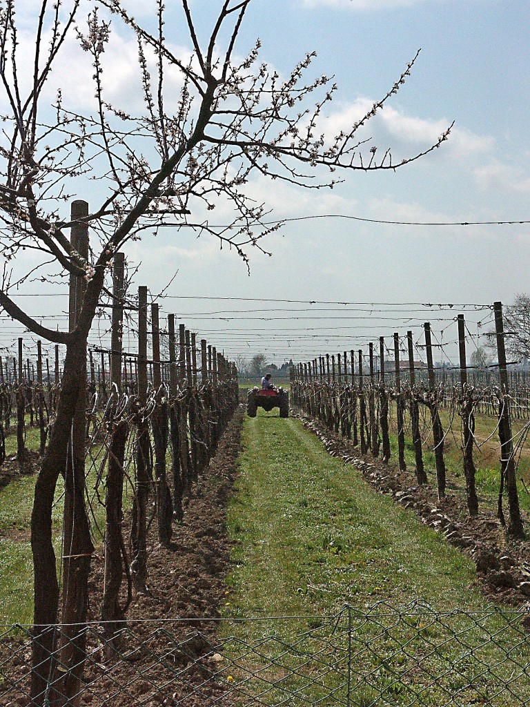 1404 Curarsi della propria vigna - Fossalta (Ve)