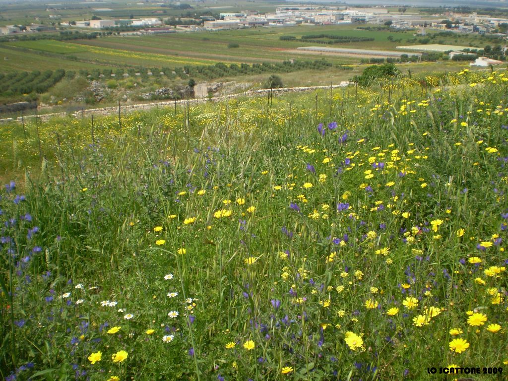 0402 La terra tra fiori spontanei e coltivazioni - San Giorgio Jonico